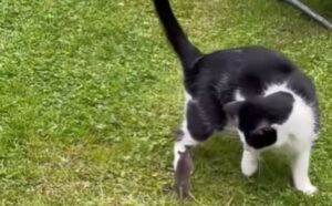 Il gioco del gatto e del topo prende una piega inaspettata ed è davvero esilarante (VIDEO)