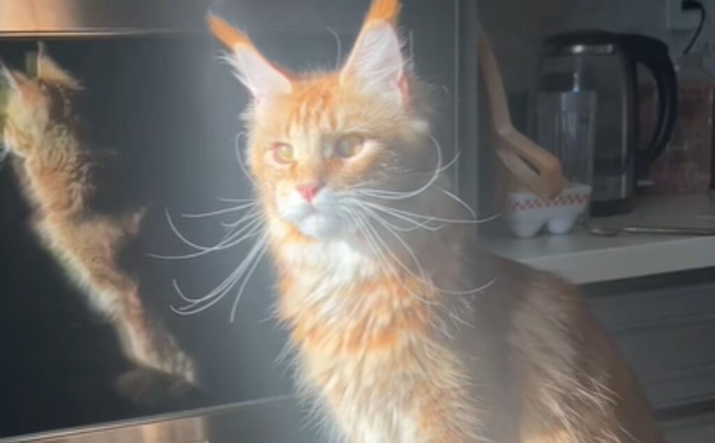 Il modo in cui questo Maine Coon si crogiola al sole beato lo fa quasi apparire come un vero angelo