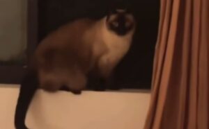 Fanno viaggiare il gatto Siamese verso uno specifico stato, ma lui sembra tutto fuorché contento (VIDEO)