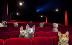 Video di gatti proiettati al cinema: il successo è stato strepitoso