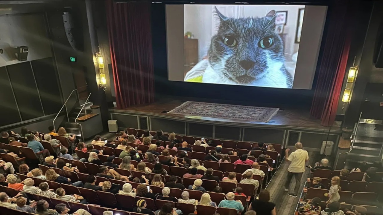 Video di gatti proiettati al cinema