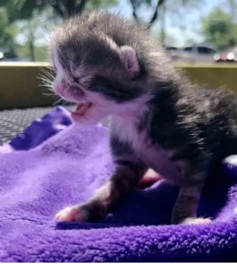 un gattino che miagola