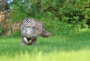 A dir poco regale: questo video cattura tutti i maestosi movimenti del Maine Coon