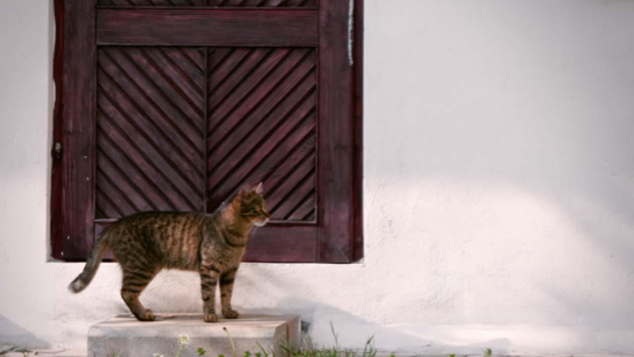 Gatto guarda avanti