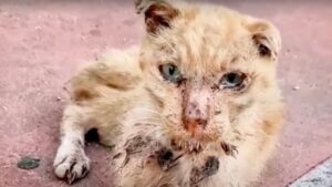 Con la coda e le zampe rotte il povero gatto piangeva cercando disperatamente aiuto – Video