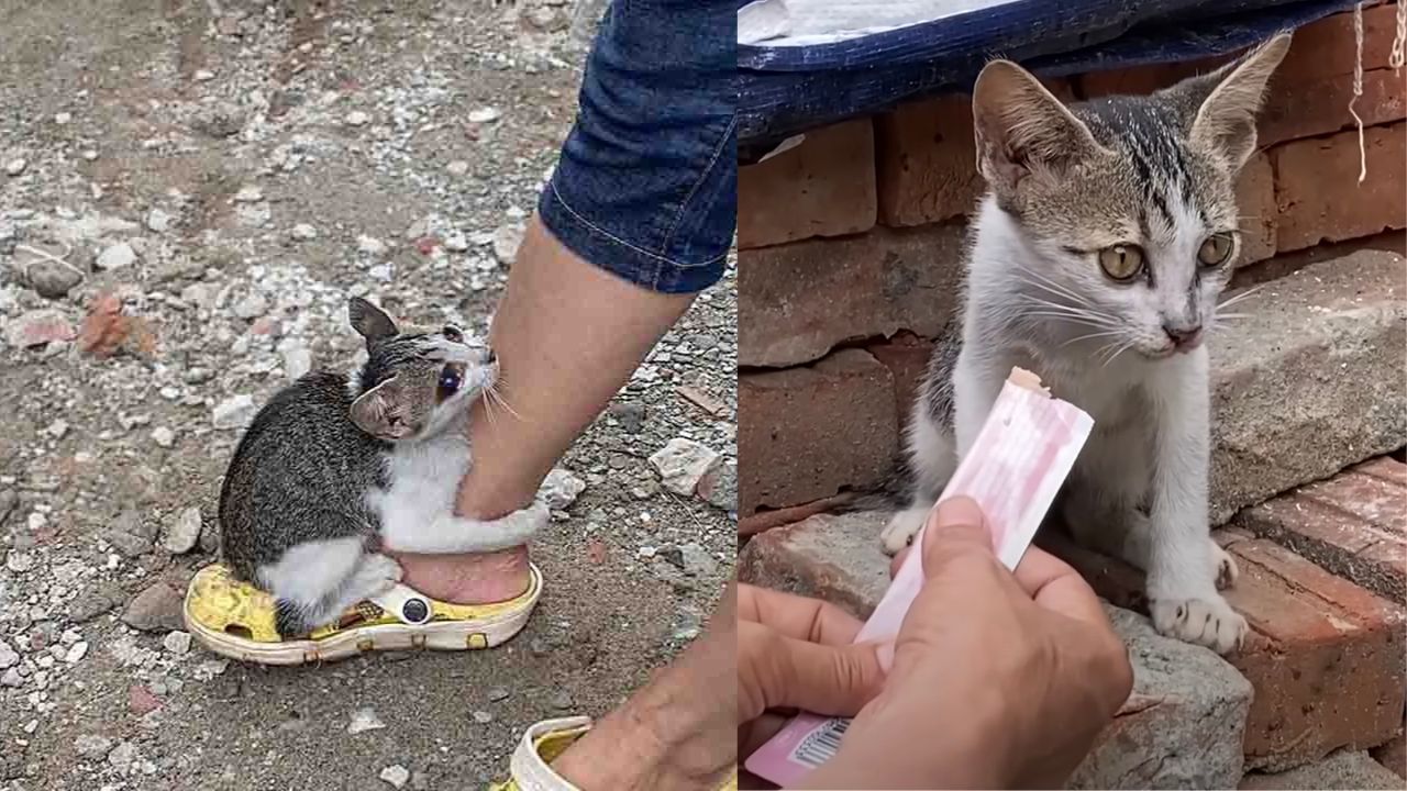 Gatto trovatello chiede aiuto e viene accontentato