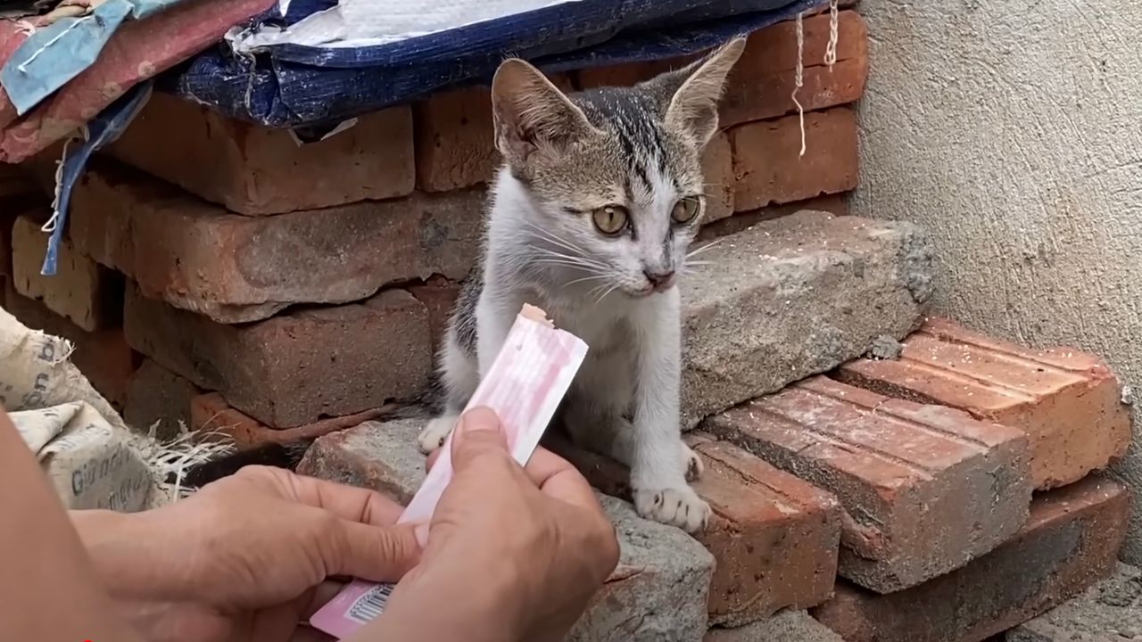 Micio viene nutrito