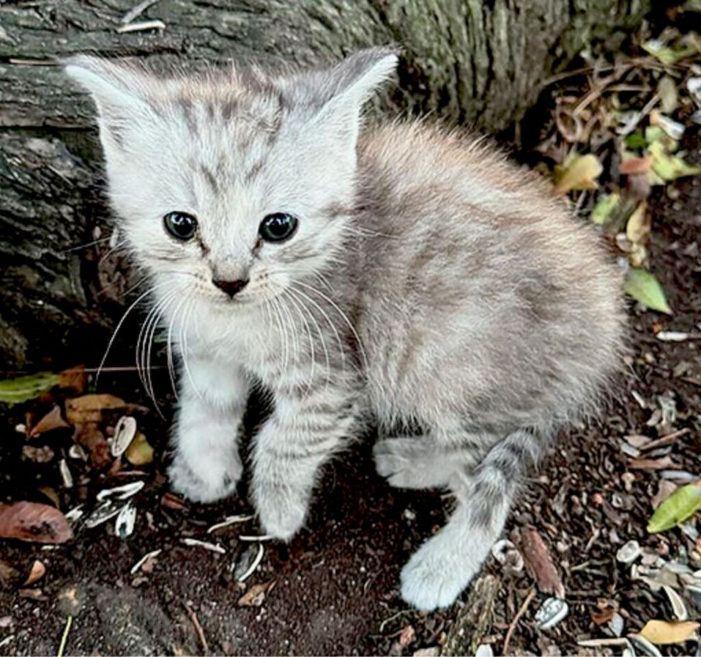 gatto grigio