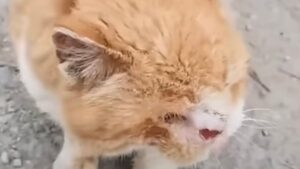 Dopo quello che gli hanno fatto il povero gatto non fa altro che disperarsi e chiedere aiuto – Video