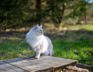 Eccola: questa è proprio la giornata tipo del tuo gatto