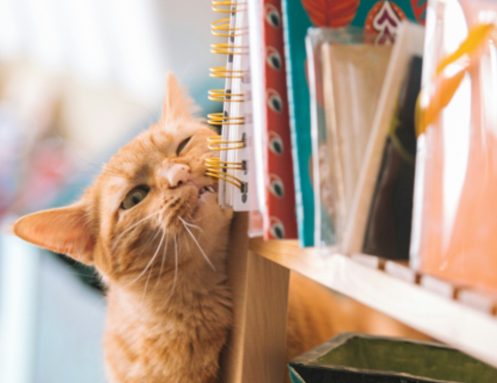 Gatto guarda i libri