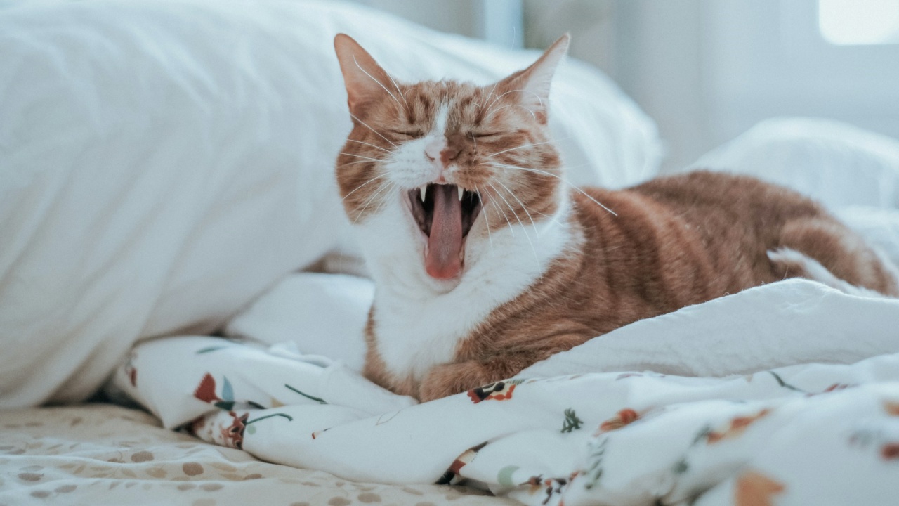 il tuo gatto può toglierti delle ore di sonno