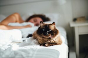 Forse non lo sai, ma avere un gatto può toglierti delle ore di sonno (però ne vale la pena)