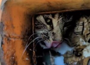 Gli operai se ne accorgono appena in tempo, mamma gatto e il suo gattino erano in trappola nel compattatore