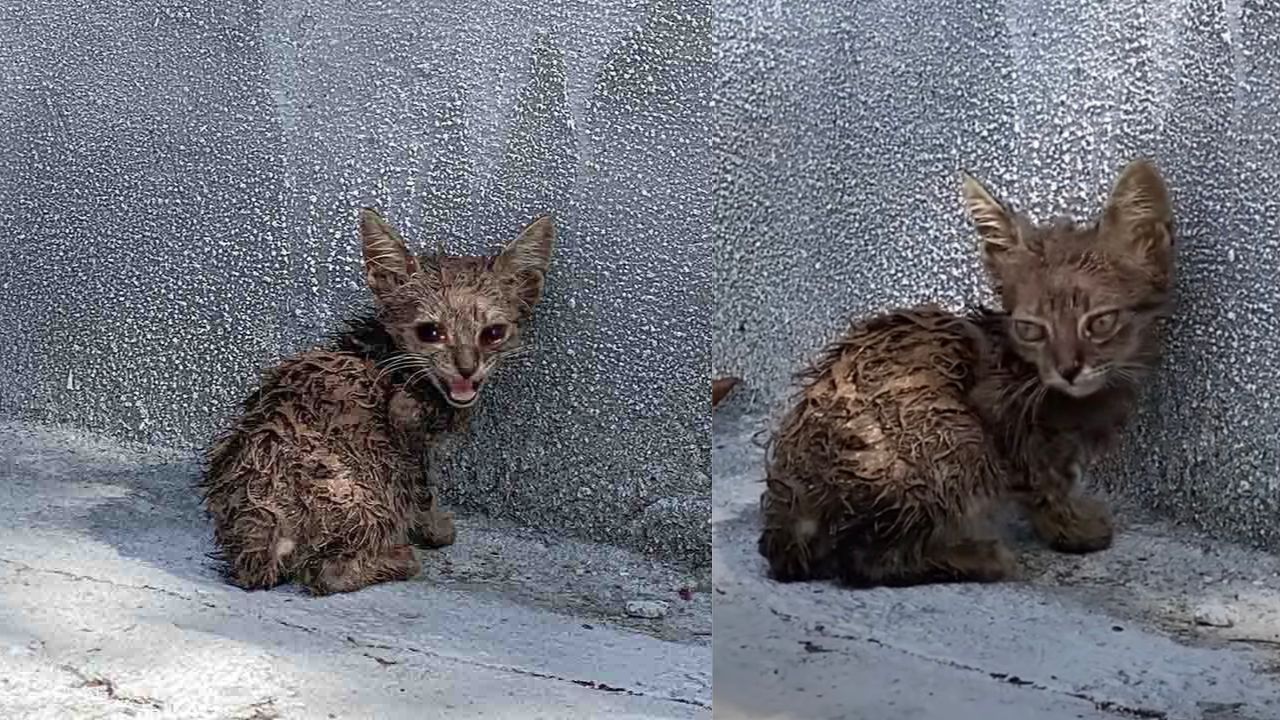 Gatto confinato all'angolo