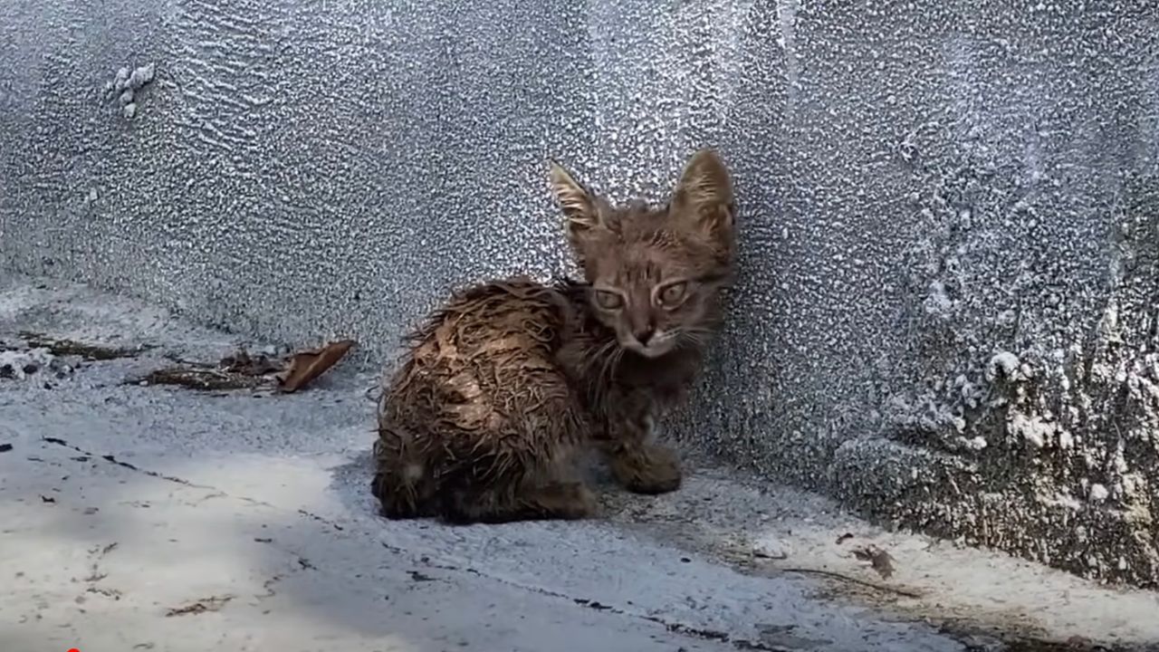 Gattino lasciato solo