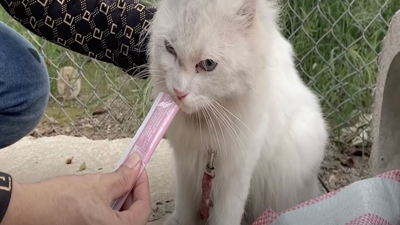 Mamma gatta viene nutrita