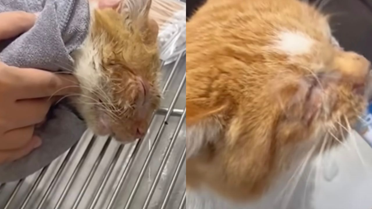 Gatto ferito viene aiutato a riprendersi