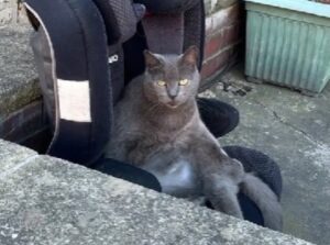 Il gatto scopre il seggiolino del suo fratellino umano e fa di tutto per conquistare il nuovo “trono”