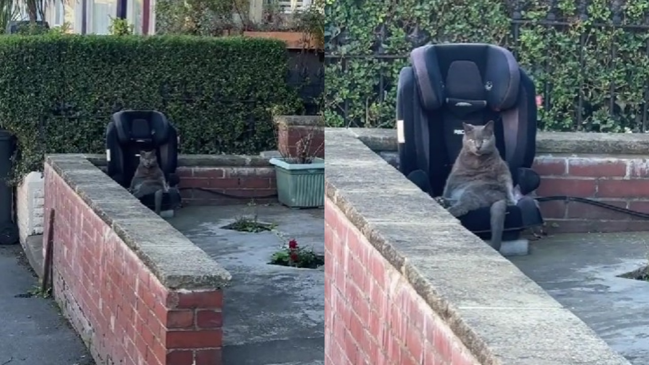 gatto ruba il seggiolino al suo umano