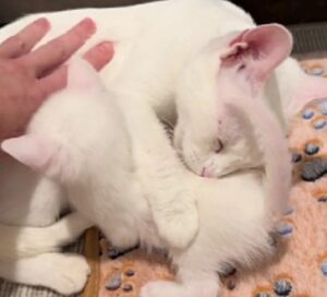 Il modo in cui mamma gatta sorda chiama i suoi gattini per dar loro da mangiare è a dir poco emozionante