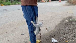 La povera gatta è rimasta incatenata per tutta la vita a un cancello, finché qualcosa le ha cambiato la vita – Video