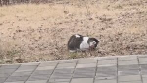 La sua vita è quasi finita per colpa di un auto, il gatto attendeva disperato che arrivasse la fine – Video