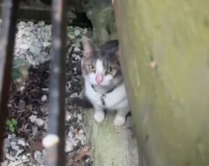 La videocamera immortala il gatto che scappa dalla pet sitter: poi intervengono i soccorritori