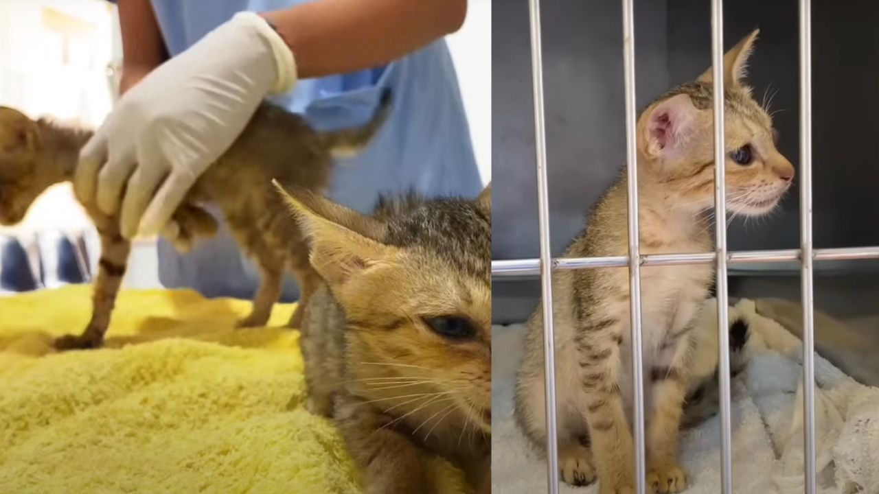 Mamma e cucciolo di gatto