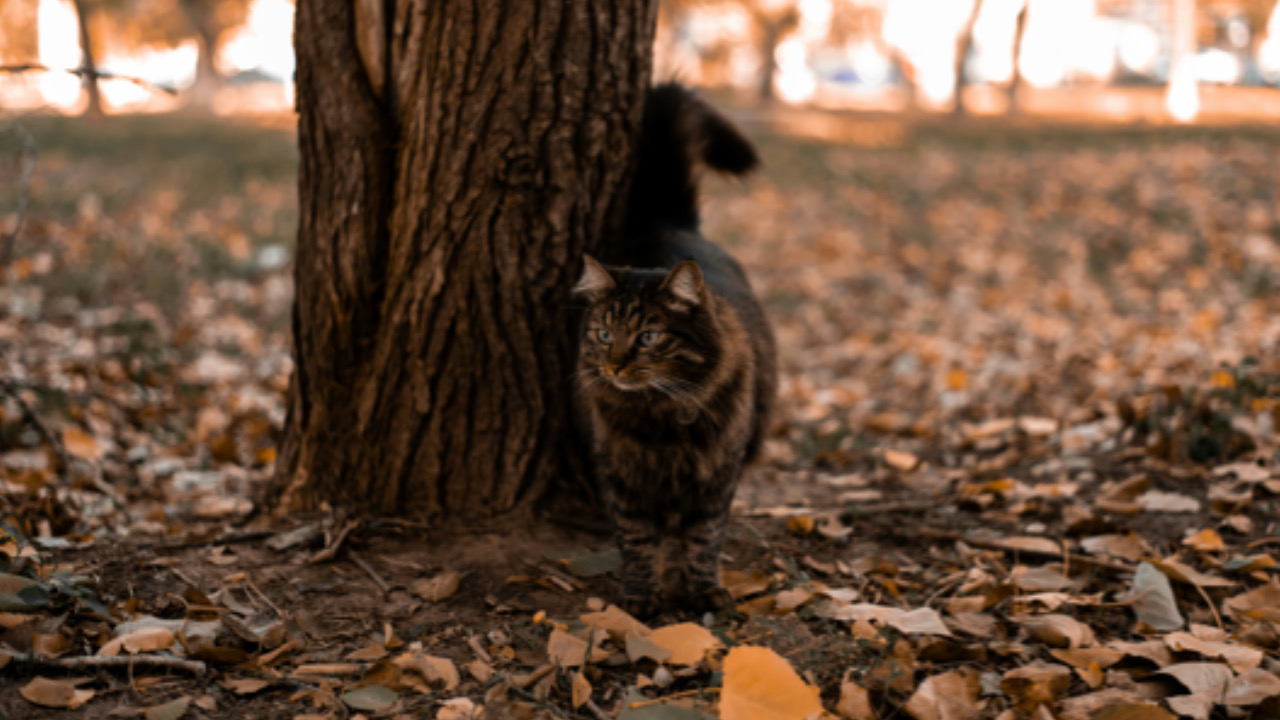 Gatto cammina avanti