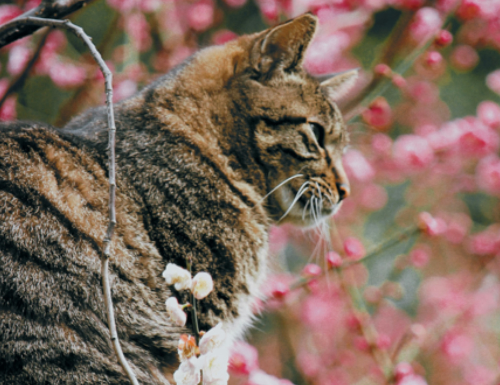 Gatto guarda a lato