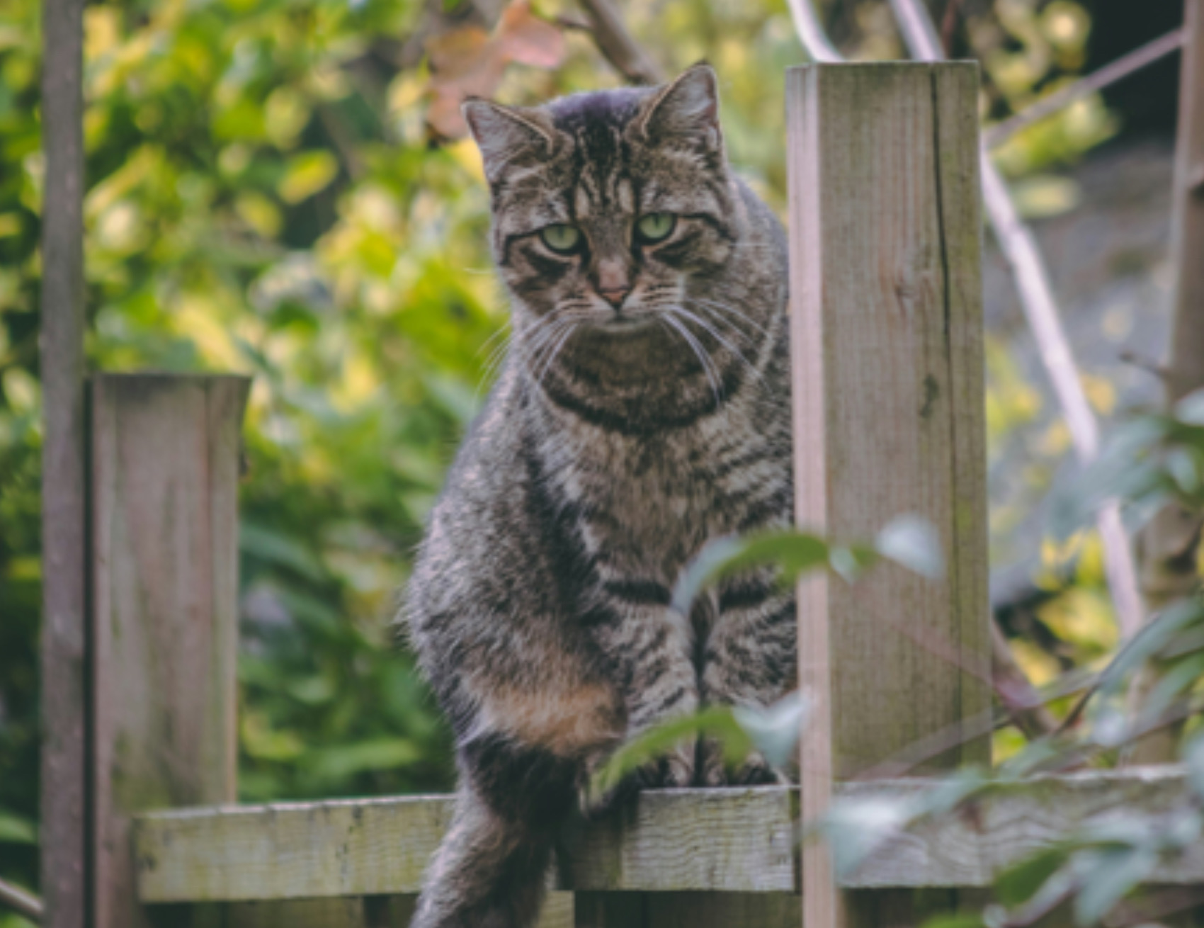 Gatto guarda avanti