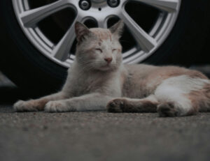 Purtroppo, questi sono i motivi per cui i gatti attraversano la strada quando passano le automobili