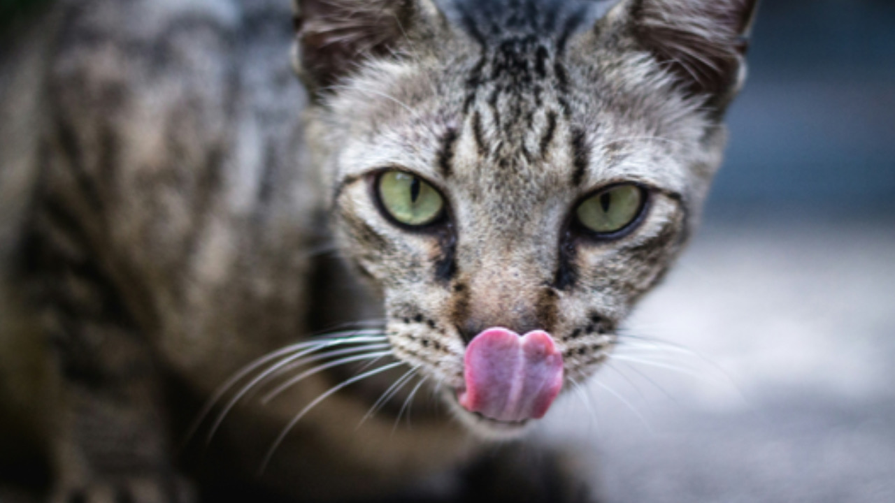 Gatto con la lingua fuori