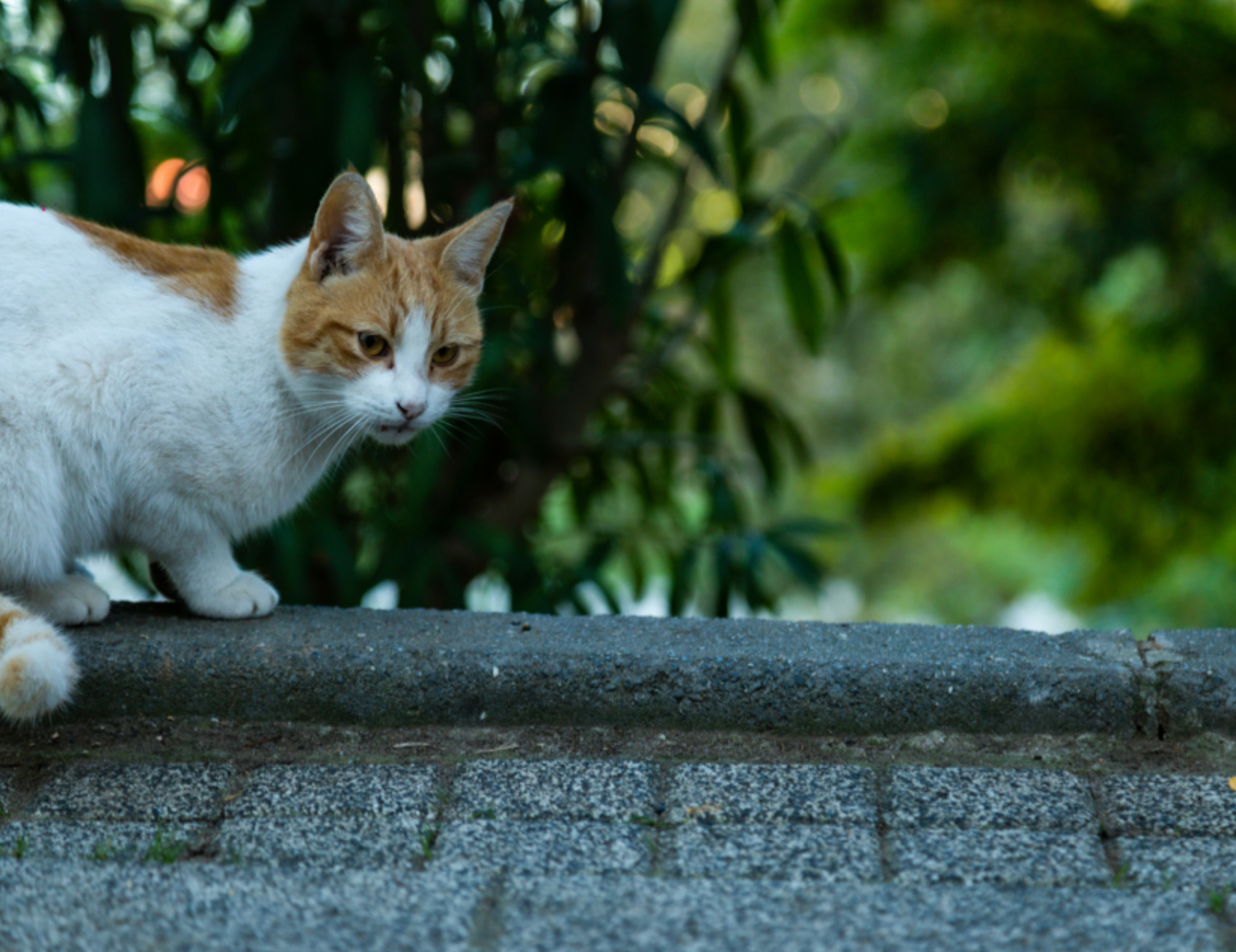 Gatto in posa