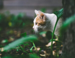 Queste sono le cose da fare se il tuo gatto caccia troppi animali selvatici