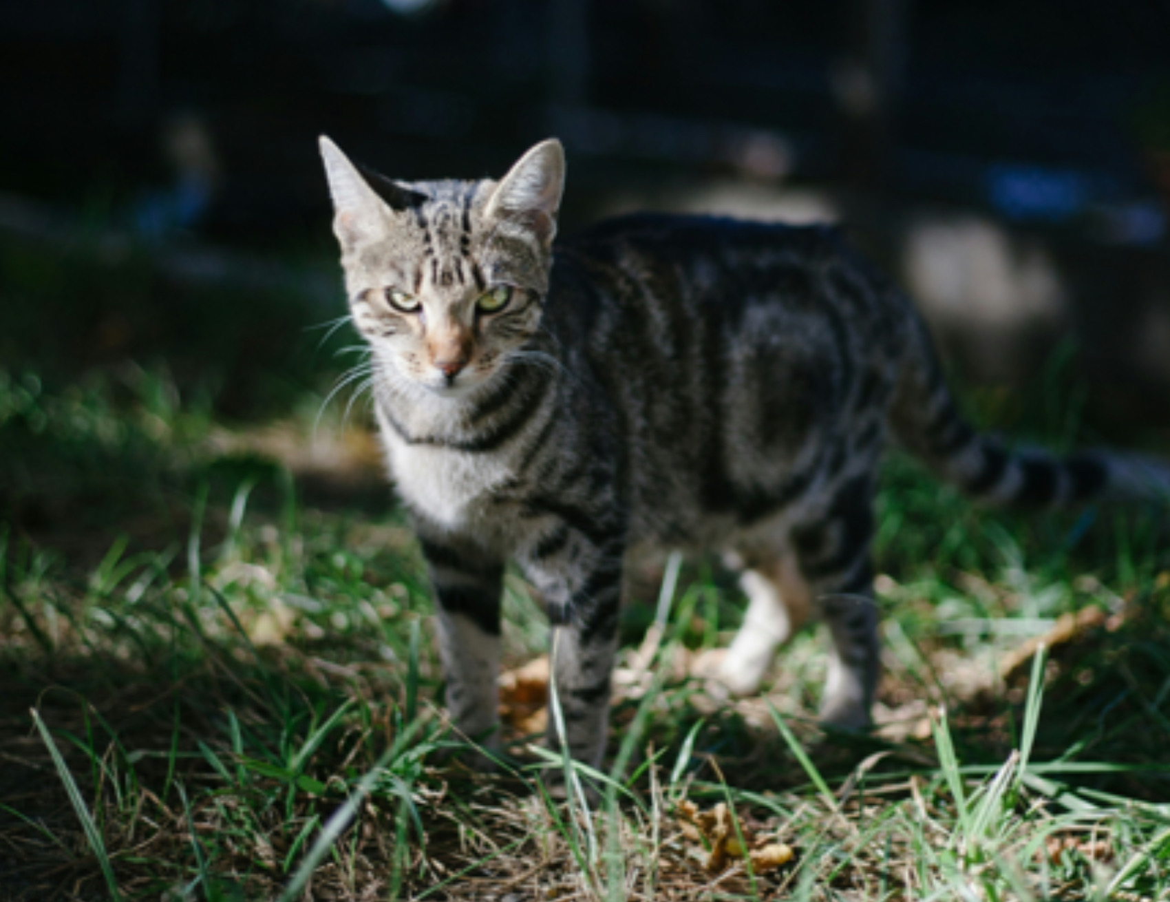 Gatto guarda avanti