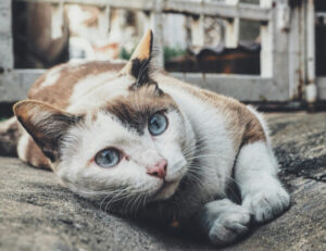 Questi sono i modi in cui puoi salvare la vita al tuo gatto durante un’emergenza