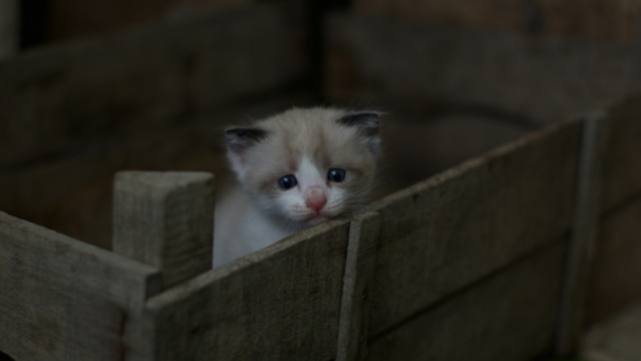 Gatto in una scatola