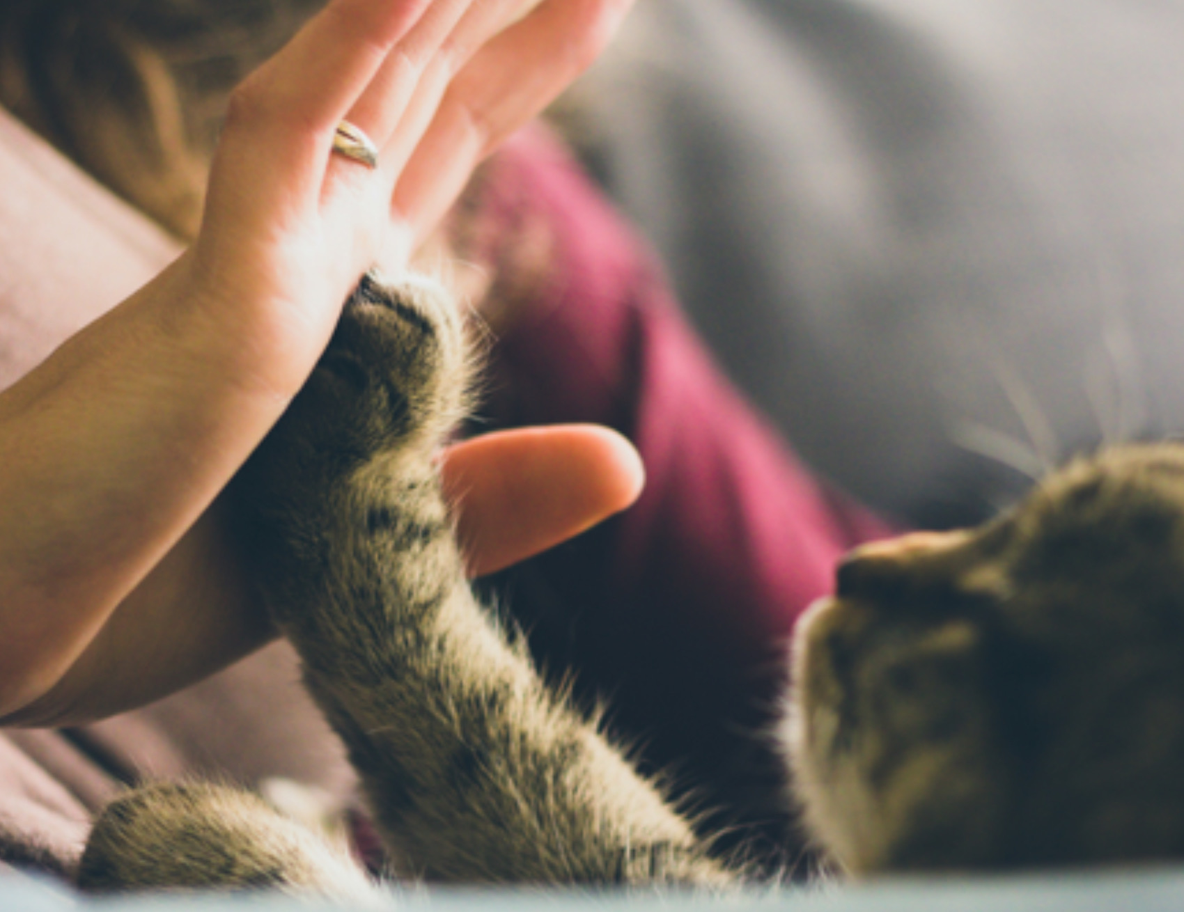 Gatto tocca la mano