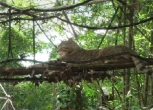 Una coppia in pensione decide di fare una cosa bellissima, aprire una casa di riposo per gatti anziani