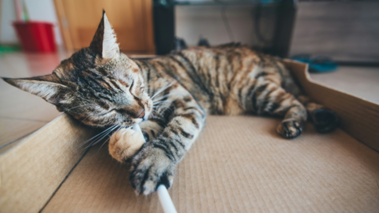 Gatto mastica un oggetto