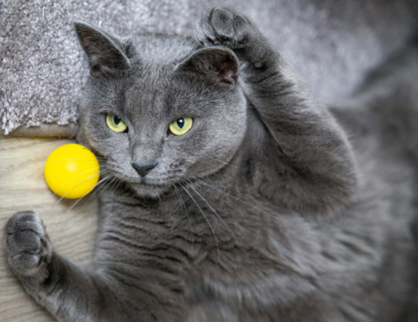 Gatto gioca con la pallina