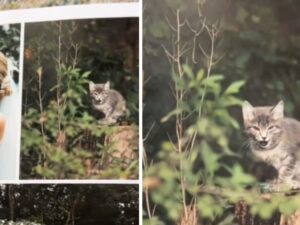 Il gattino “disturba” le nozze della coppia irrompendo nelle foto (e non solo) in modo epico