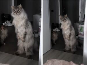 Il Maine Coon si erge proprio come un essere umano ed è veramente bellissimo