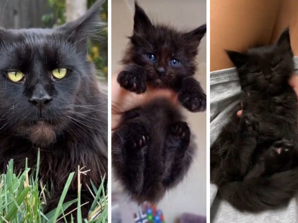 Questi piccoli Maine Coon che sono la copia del papà gatto fanno davvero impazzire tutti