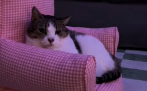 La mamma non presta attenzione alla tv e il gatto decide di dire la sua: non ci sta proprio (VIDEO)