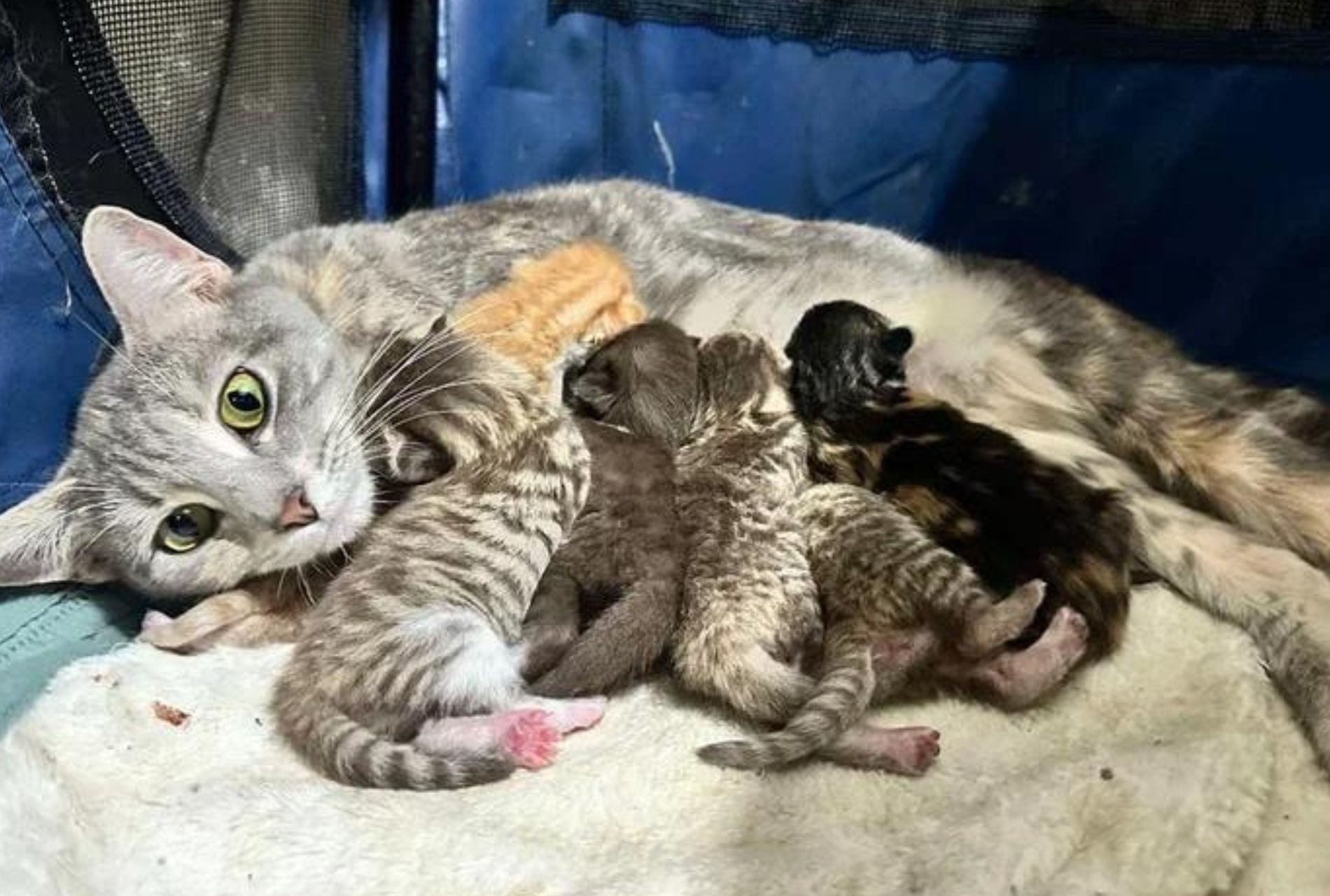 gatta grigia con cuccioli