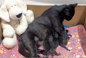 Delle persone gentili mettono in salvo un gatto randagio e scoprono di aver salvato anche 4 piccoli gattini