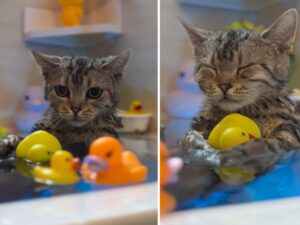 Il vero relax di questo gatto? Fare il bagnetto con la sua amatissima paperella di gomma